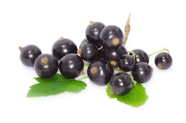 Ripe Black currants — Stock Photo, Image