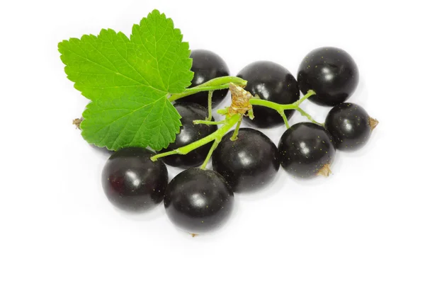 Ripe Black currants — Stock Photo, Image