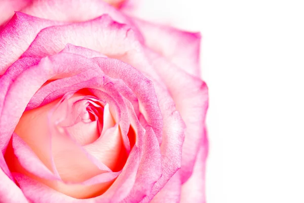 Mooie roze roos — Stockfoto