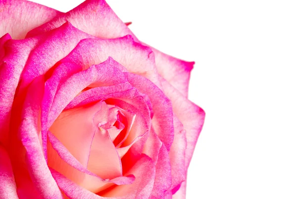 Beautiful pink rose — Stock Photo, Image