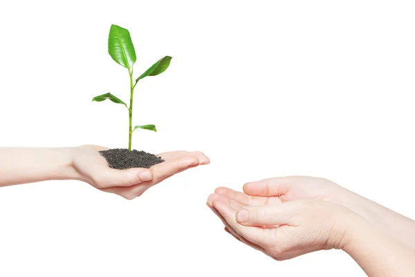 Hands holding small plant — Stock Photo, Image