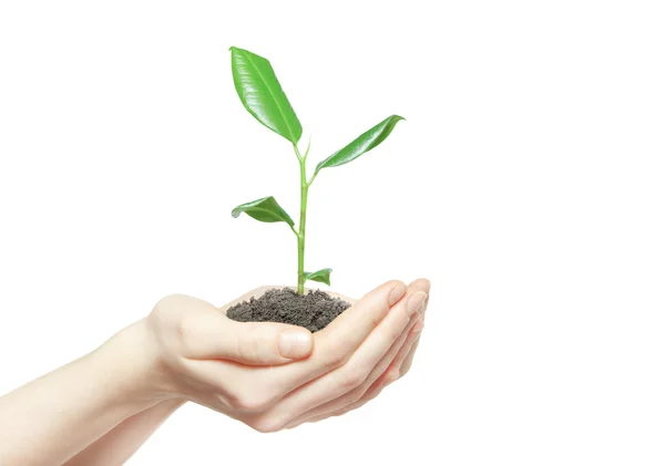 Menselijke handen met plant — Stockfoto