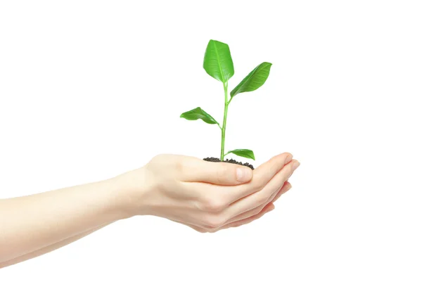 Manos sosteniendo una pequeña planta verde —  Fotos de Stock