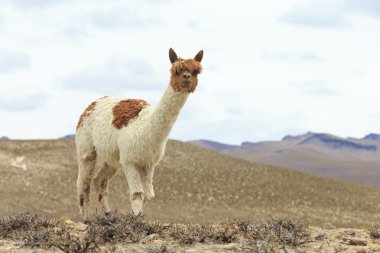 Andes güzel lama