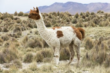 Andes güzel lama