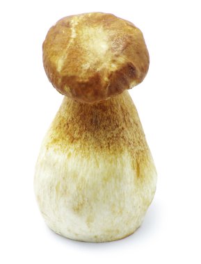 Boletus mantarı mantar