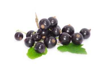 Olgun siyah kuş üzümü