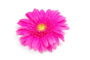 güzel gerbera çiçek