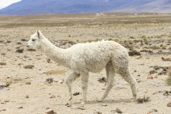 Schöne Lama in Anden — Stockfoto