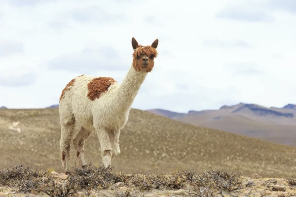 Vackra lama i Anderna — Stockfoto