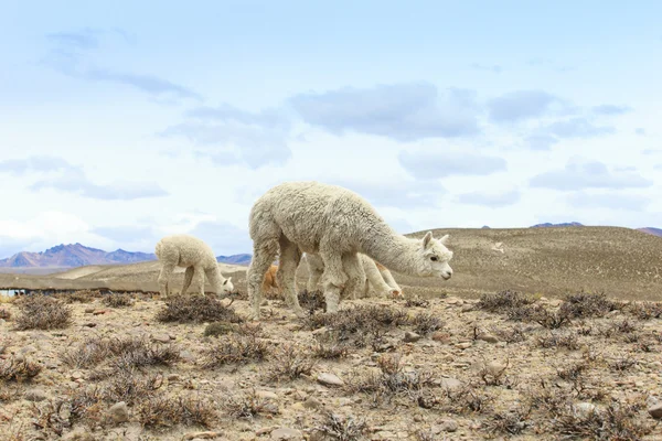 Beaux lamas dans les Andes — Photo