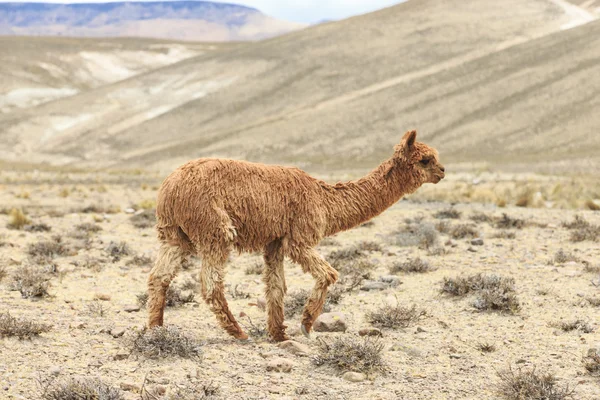 Lama bella in Ande — Foto Stock