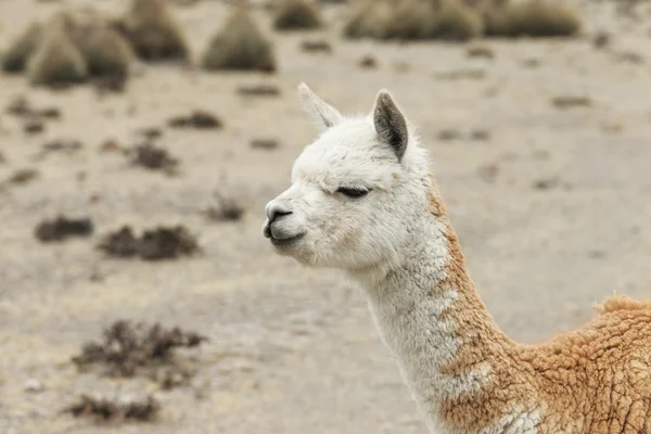 Lama yang indah di Andes — Stok Foto