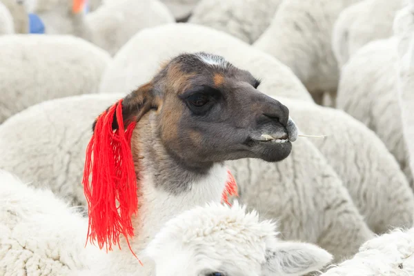 Beaux lamas dans les Andes — Photo