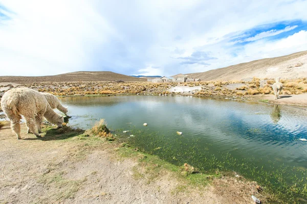 Hermosos lamas en Andes —  Fotos de Stock