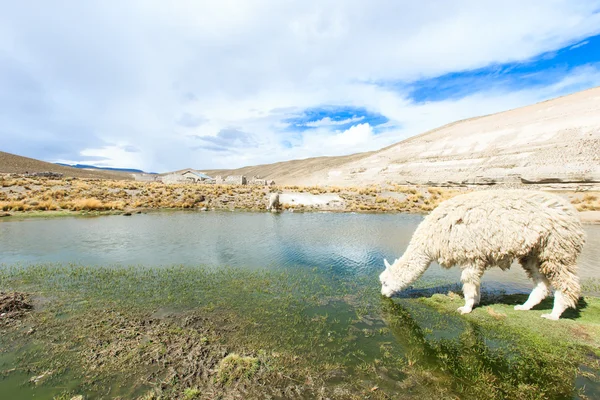 Hermosos lamas en Andes — Foto de Stock