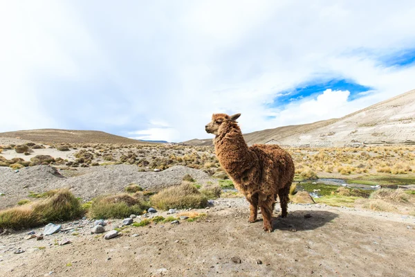 Lama bonita em Andes — Fotografia de Stock