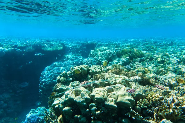 Tranquila escena submarina — Foto de Stock