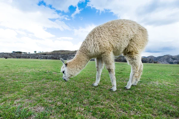 Lama bonito em Andes — Fotografia de Stock