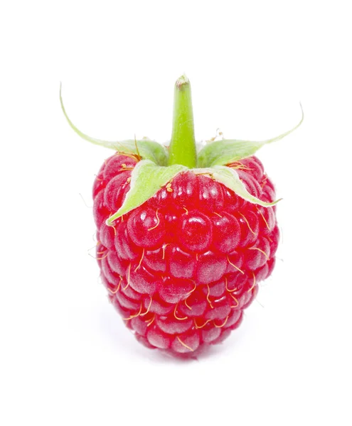 成熟的新鲜树莓 — 图库照片