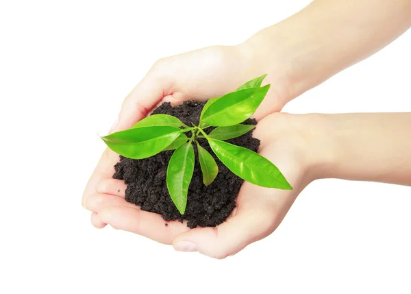 Mãos humanas segurando planta verde — Fotografia de Stock