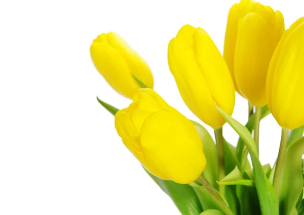 Mooie gele tulpen — Stockfoto