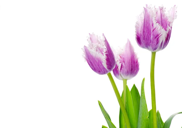 Beautiful purple tulips — Stock Photo, Image