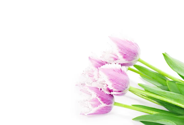Lindas tulipas roxas — Fotografia de Stock