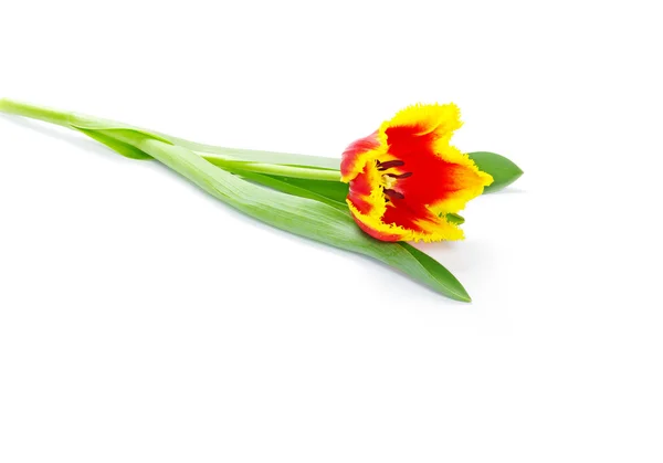 Linda tulipa amarela — Fotografia de Stock