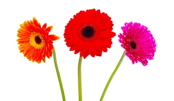 Bellissimi fiori di gerbera — Foto Stock