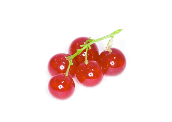 Groselhas vermelhas maduras — Fotografia de Stock