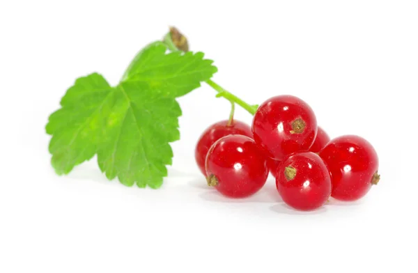 Reife rote Johannisbeeren — Stockfoto