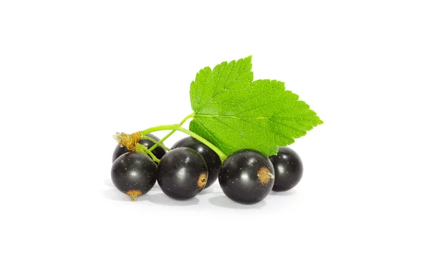 Ripe Black currants — Stock Photo, Image