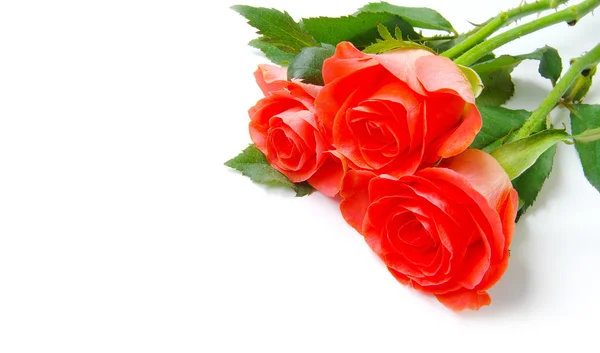 Beautiful red roses — Stock Photo, Image