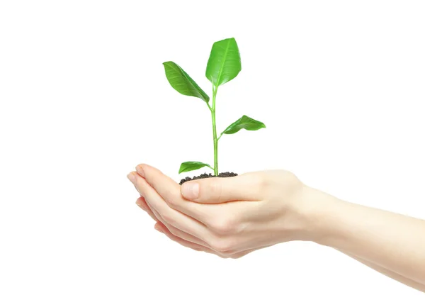 Human hands holding green plant — Stock Photo, Image