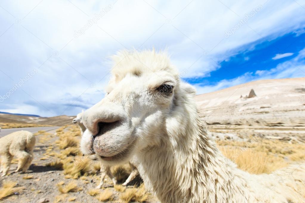 beautiful lamas in Andes