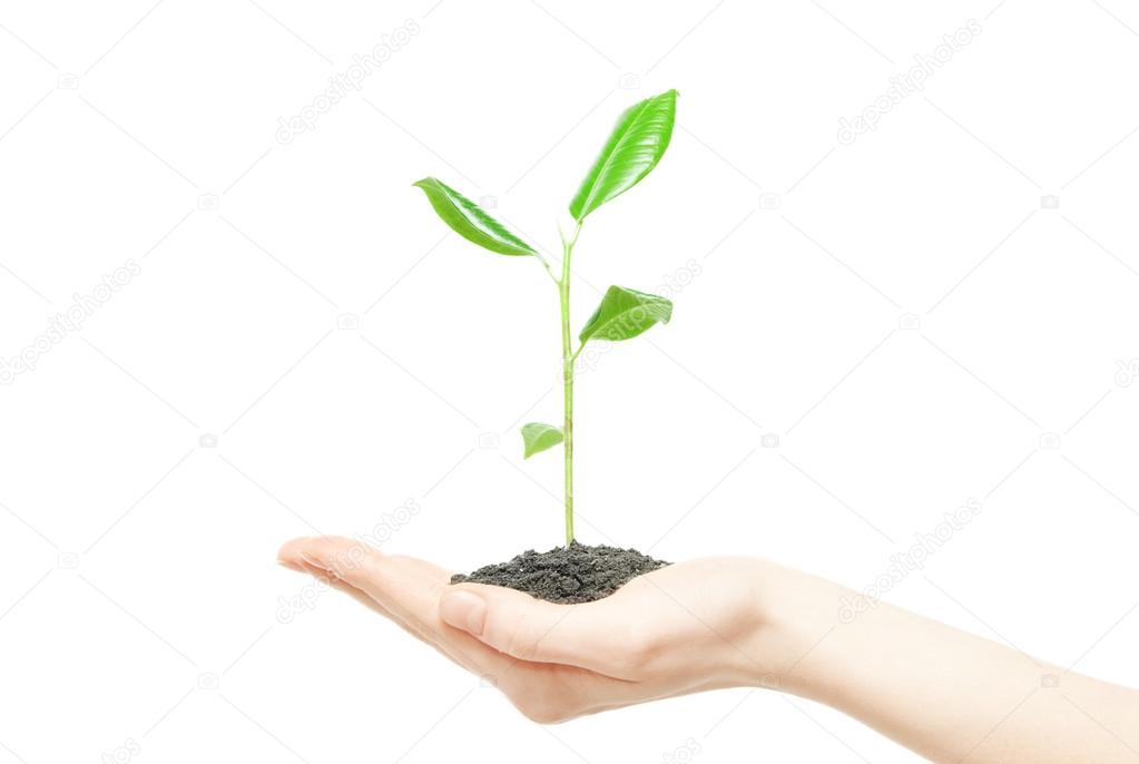 Human hand holding green plant
