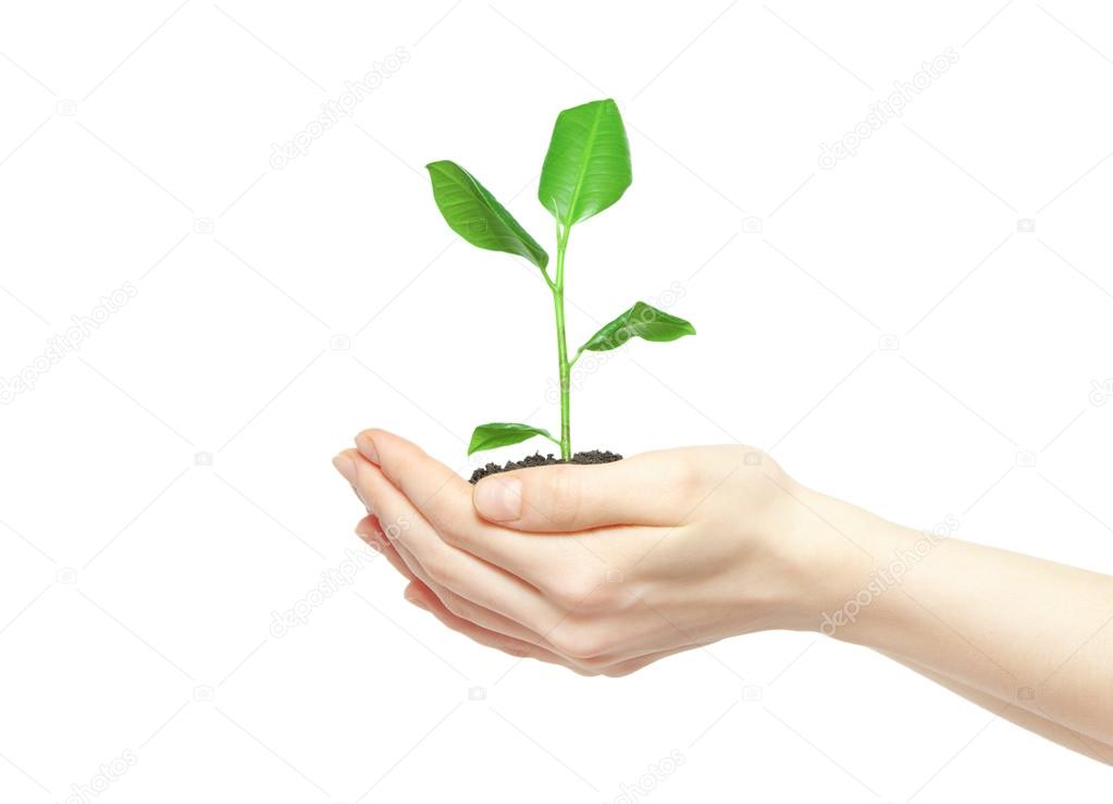 Human hands holding green plant