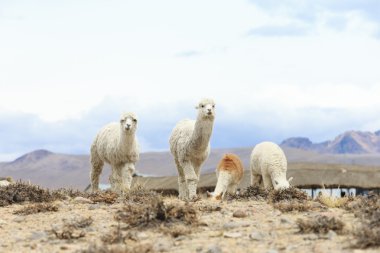Andes güzel lamas