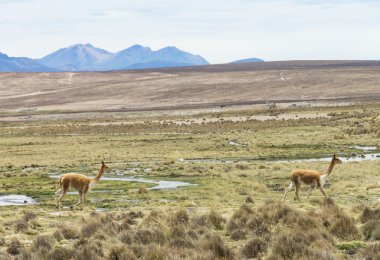 Andes güzel lamas