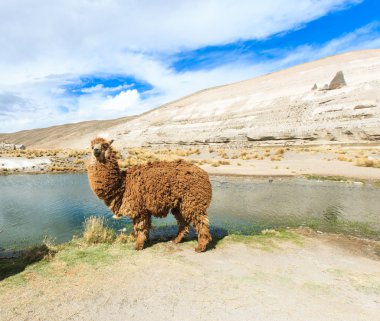 Andes güzel lama
