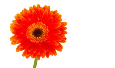 güzel gerbera çiçek