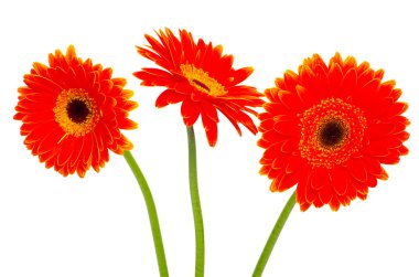 Güzel Gerbera çiçekleri