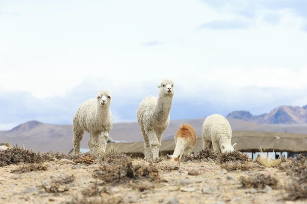 Belos lamas em Andes — Fotografia de Stock