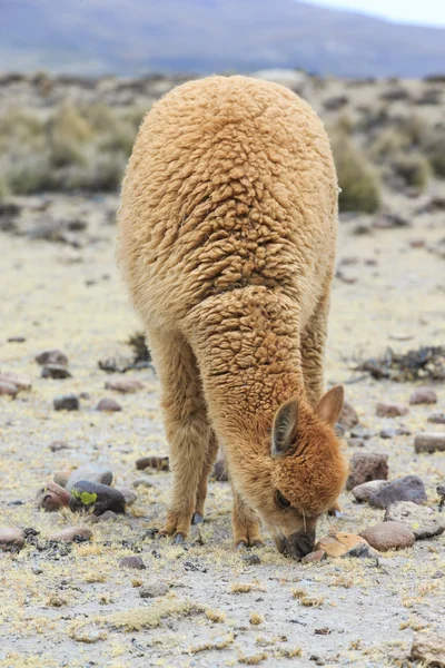 Magnifique lama dans les Andes — Photo