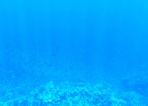 Tranquil underwater scene — Stock Photo, Image