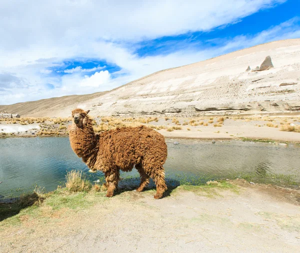 Lama bonita em Andes — Fotografia de Stock