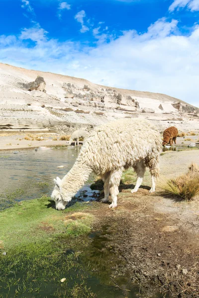Piękny Lamów w Andach — Zdjęcie stockowe
