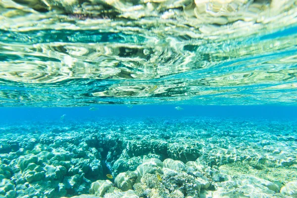 Tranquila escena submarina — Foto de Stock