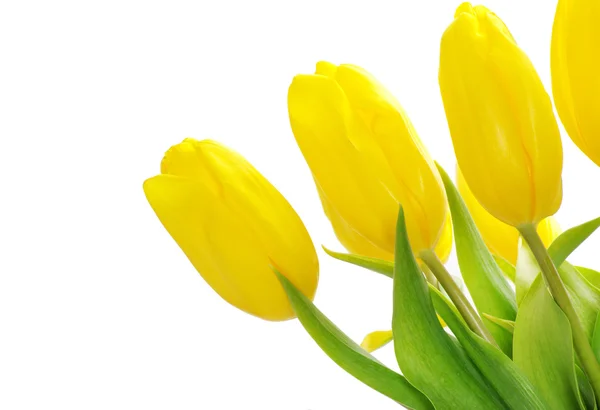 Hermosos tulipanes amarillos —  Fotos de Stock